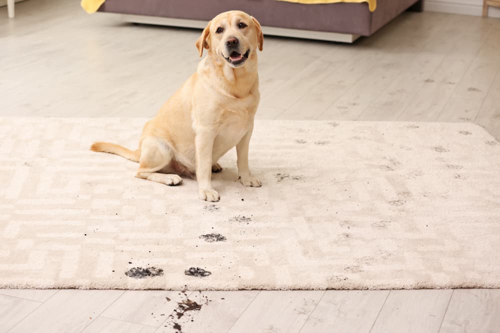 5 Essential Tips for Cleaning a Pet-Friendly Home